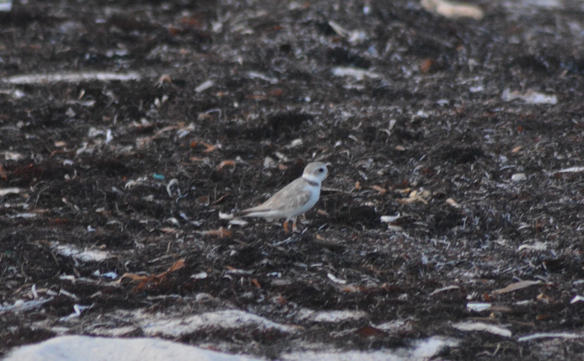 Piping Plover - ML168524961