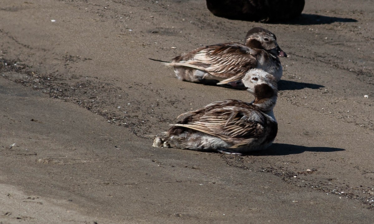 Long-tailed Duck - ML168526521
