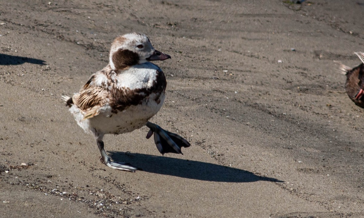 Long-tailed Duck - ML168526531