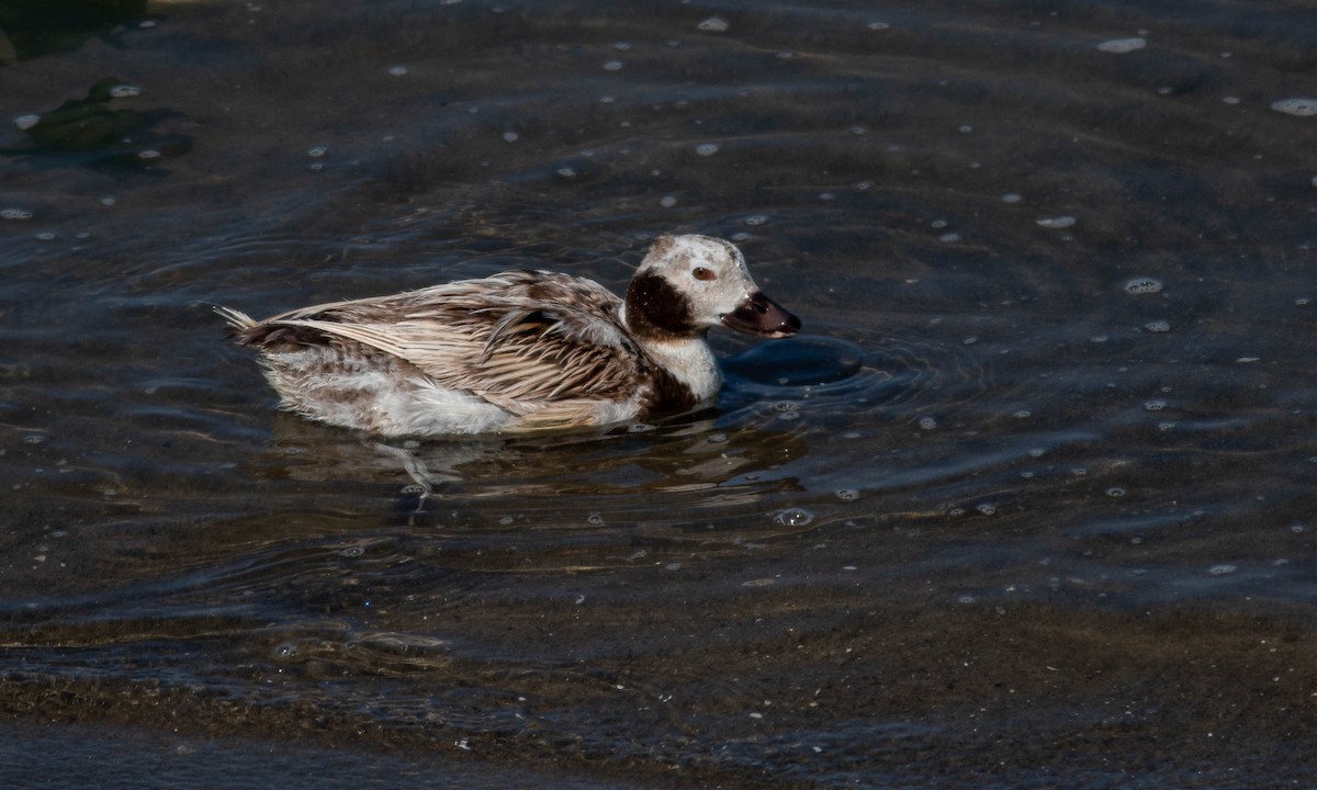 Long-tailed Duck - ML168526541