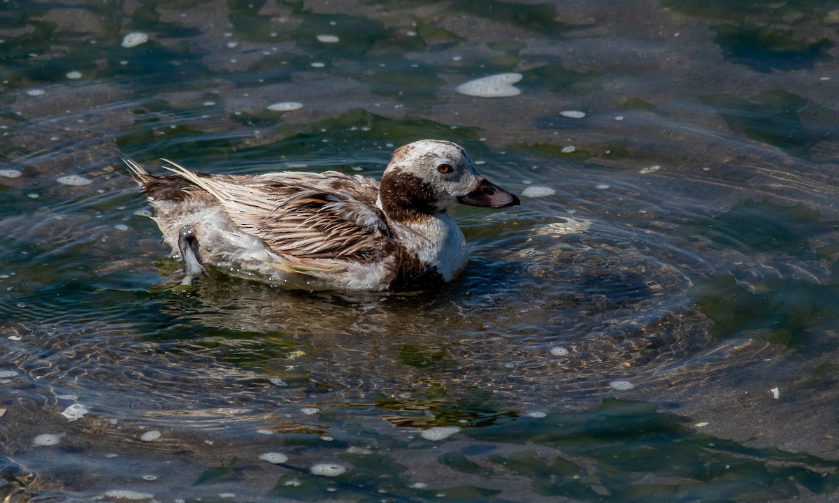 Long-tailed Duck - ML168526551