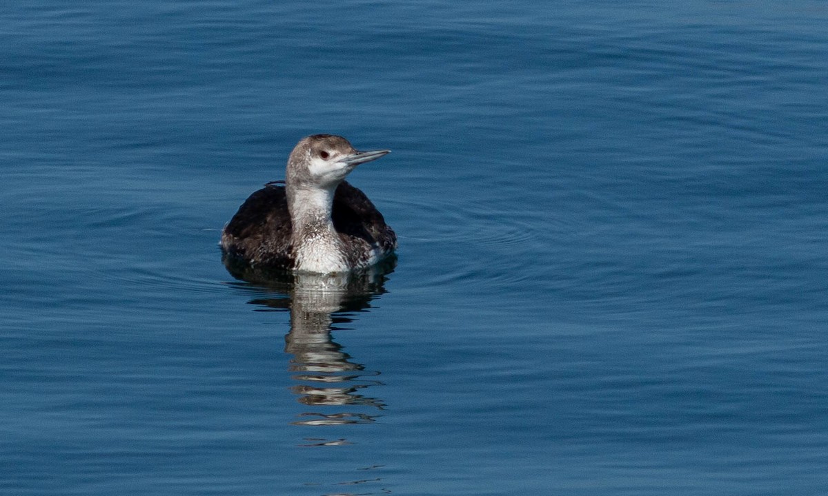 Red-throated Loon - ML168526681