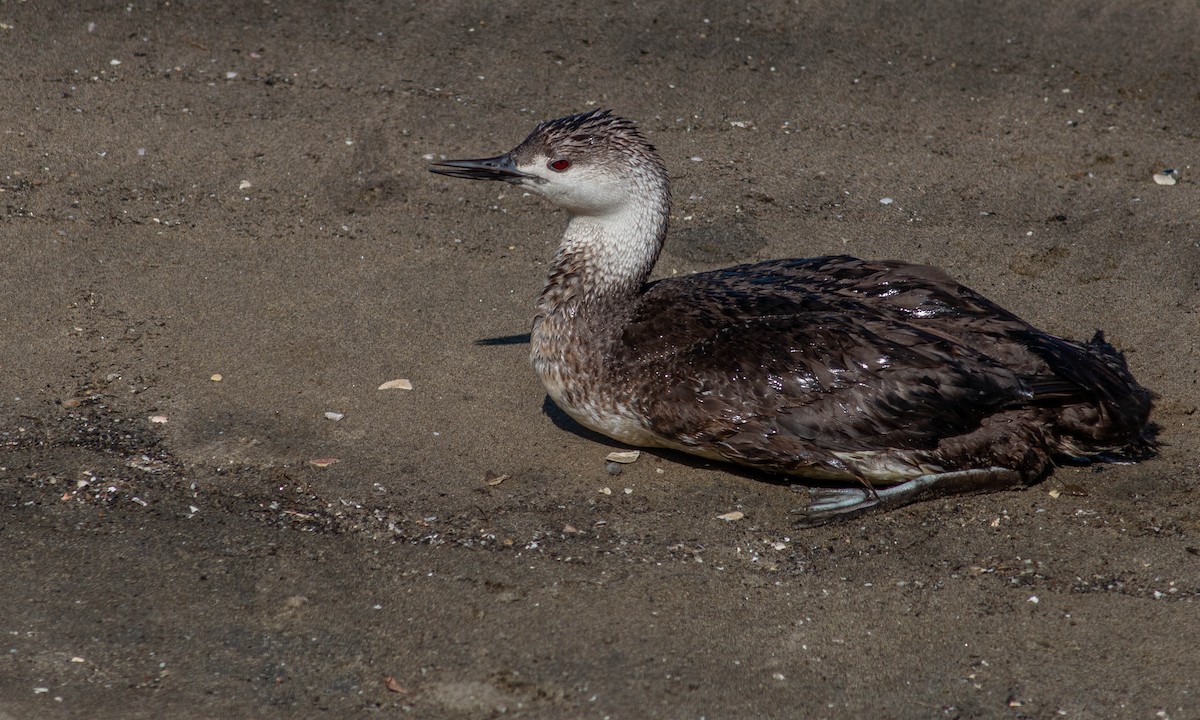 Red-throated Loon - ML168526691