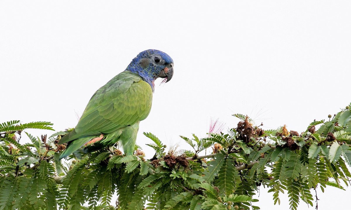 Blue-headed Parrot - Drew Weber