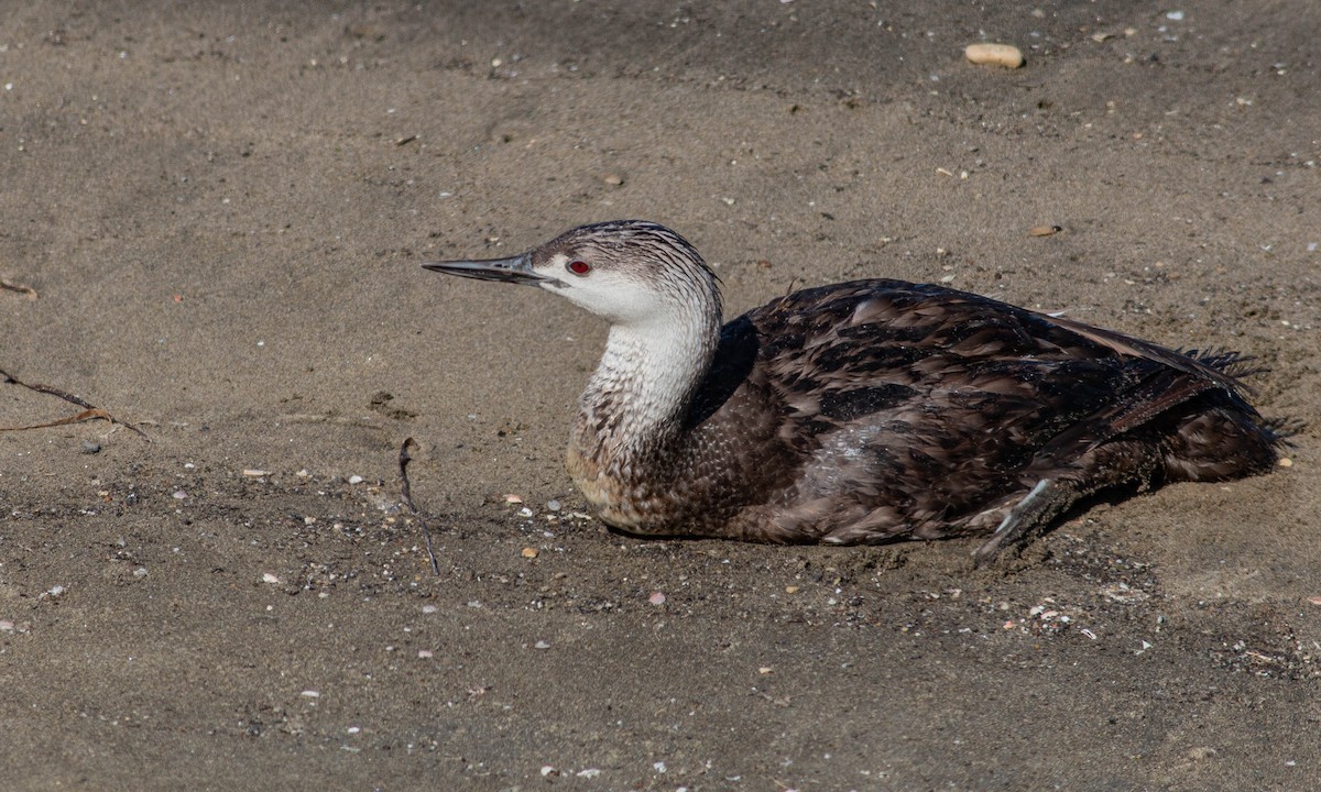 Red-throated Loon - ML168528041