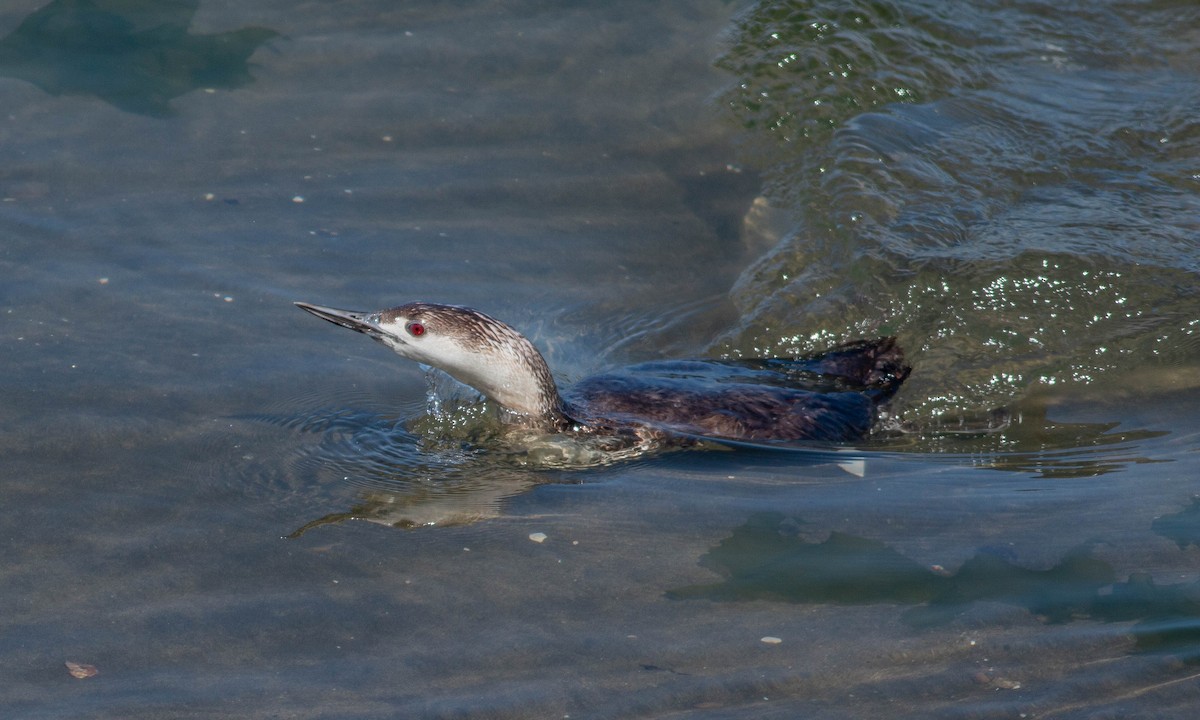 Red-throated Loon - ML168528081