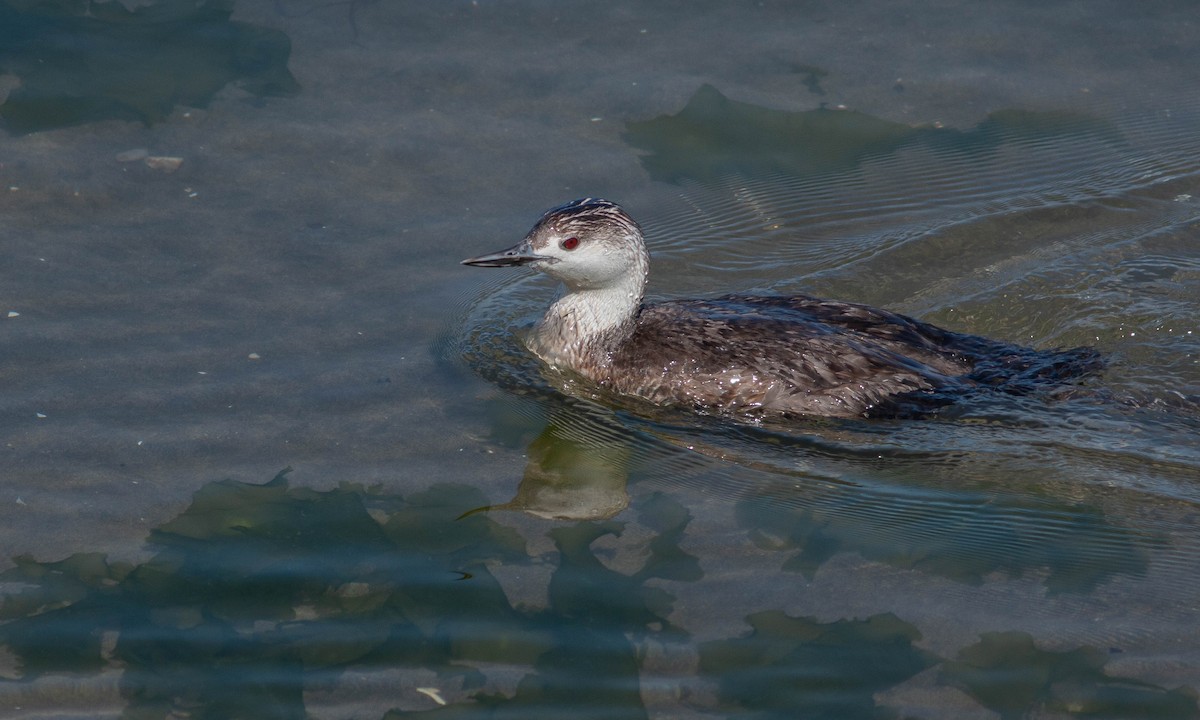 Red-throated Loon - ML168528091