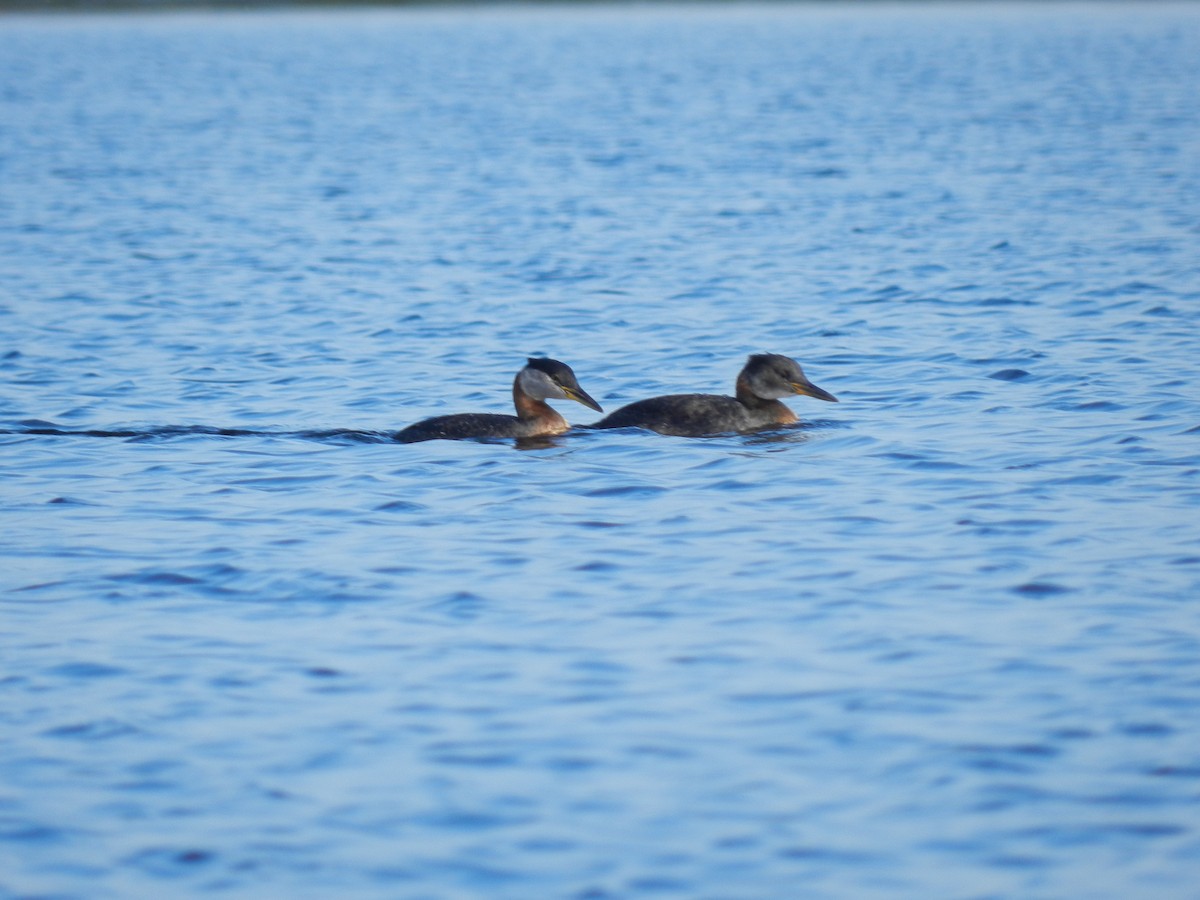 Red-necked Grebe - ML168528631