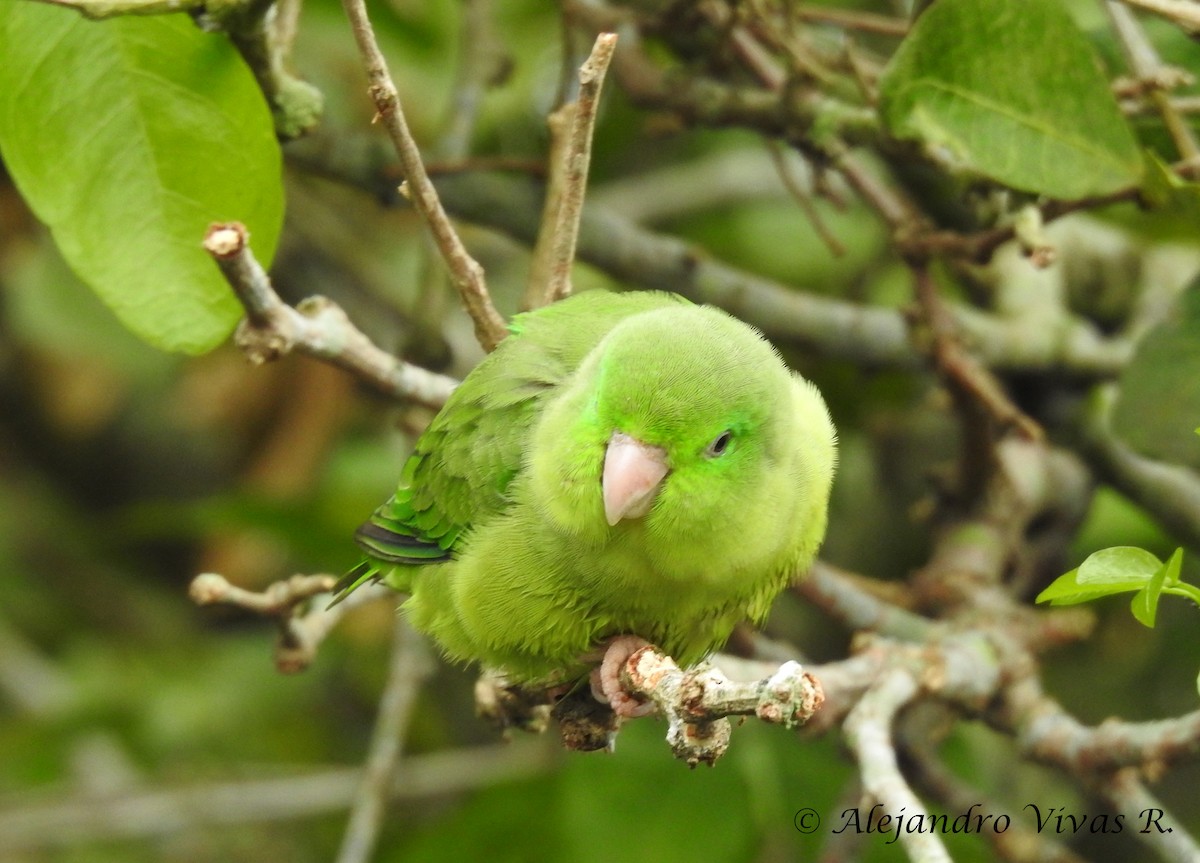 Spectacled Parrotlet - ML168529031