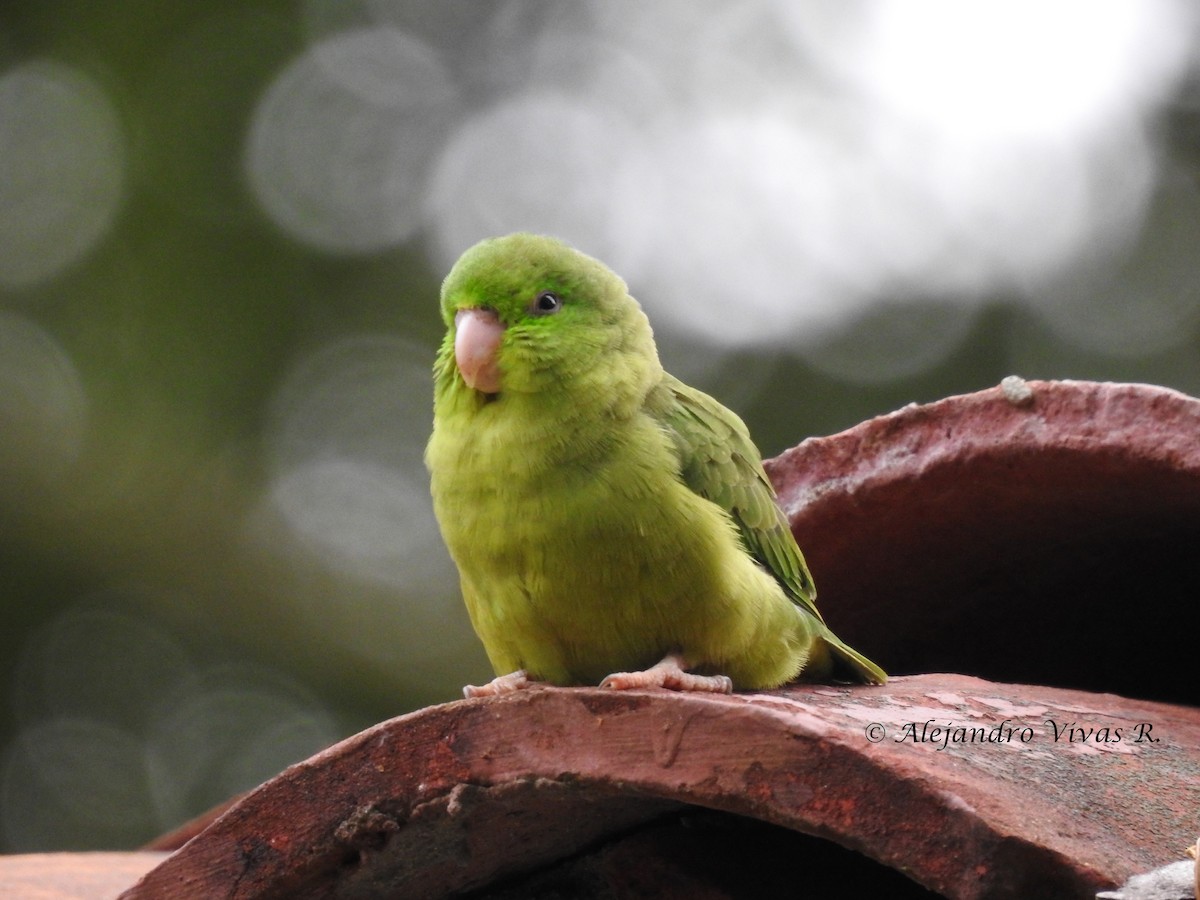Spectacled Parrotlet - ML168529041