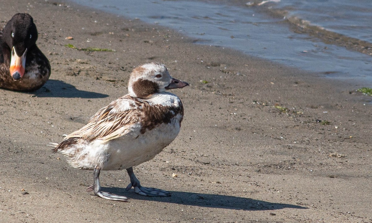 Long-tailed Duck - ML168529711