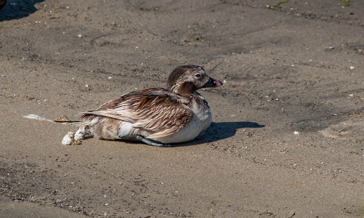 Long-tailed Duck - Paul Fenwick