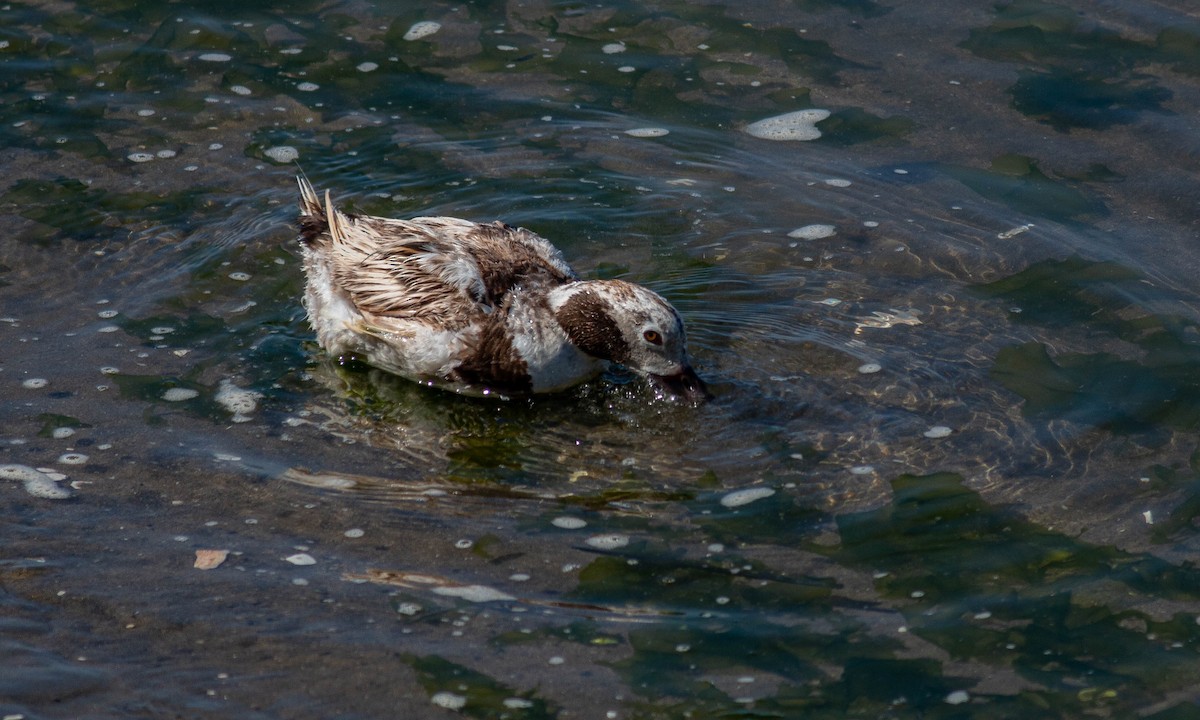 Long-tailed Duck - ML168529761