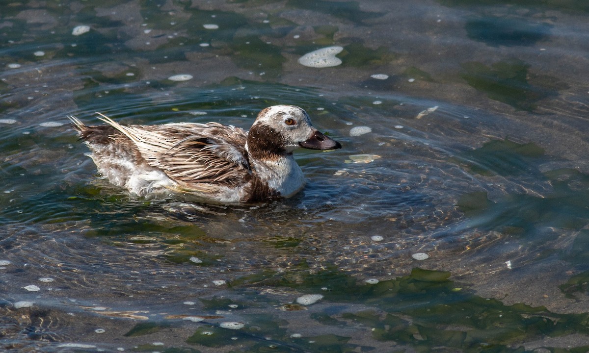 Long-tailed Duck - ML168529781