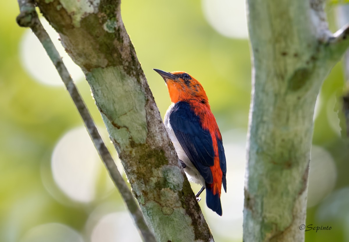 Scarlet-headed Flowerpecker - Shailesh Pinto