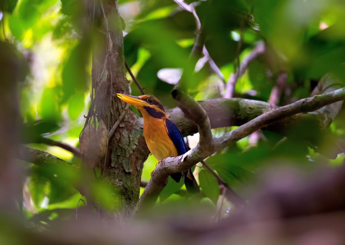 Rufous-collared Kingfisher - Shailesh Pinto
