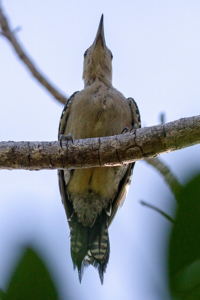 Red-bellied Woodpecker - ML168533631