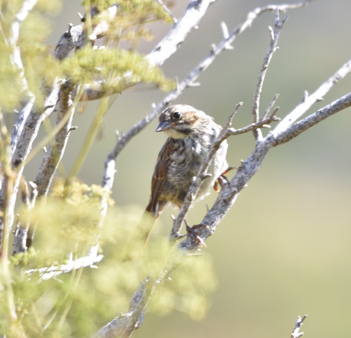 Song Sparrow - larry nigro