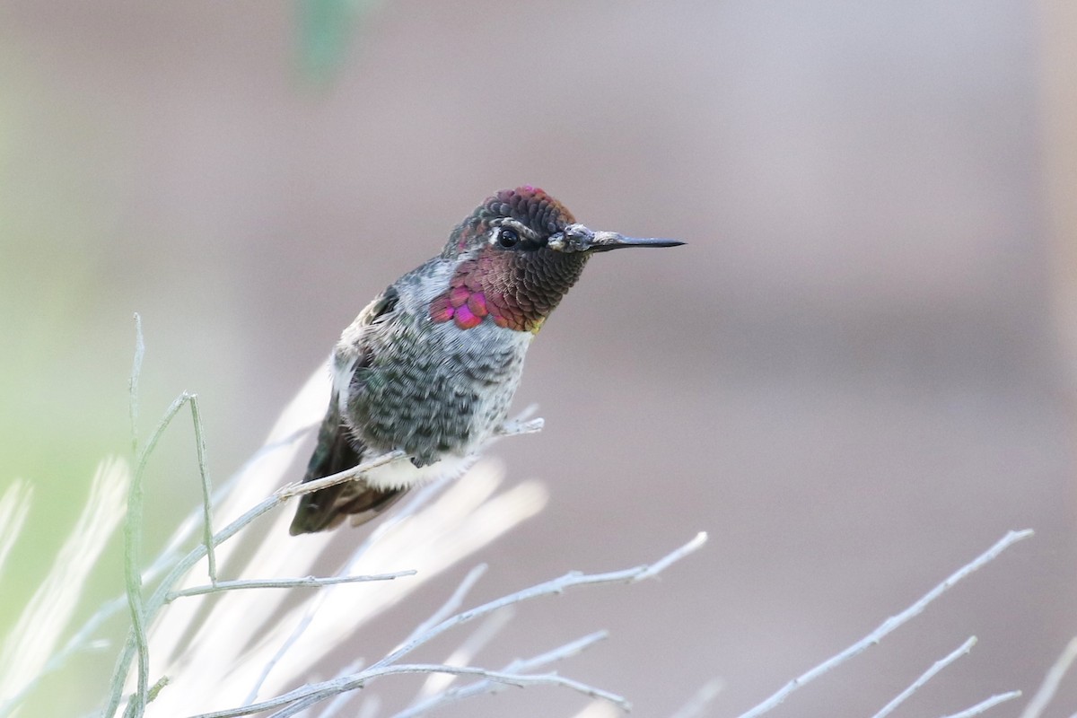 Anna's Hummingbird - ML168538051