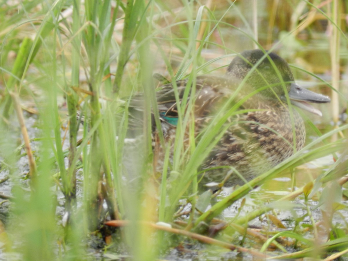 Green-winged Teal - Michelle Sopoliga