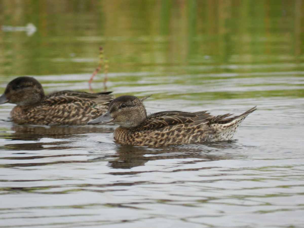 Green-winged Teal - ML168538941