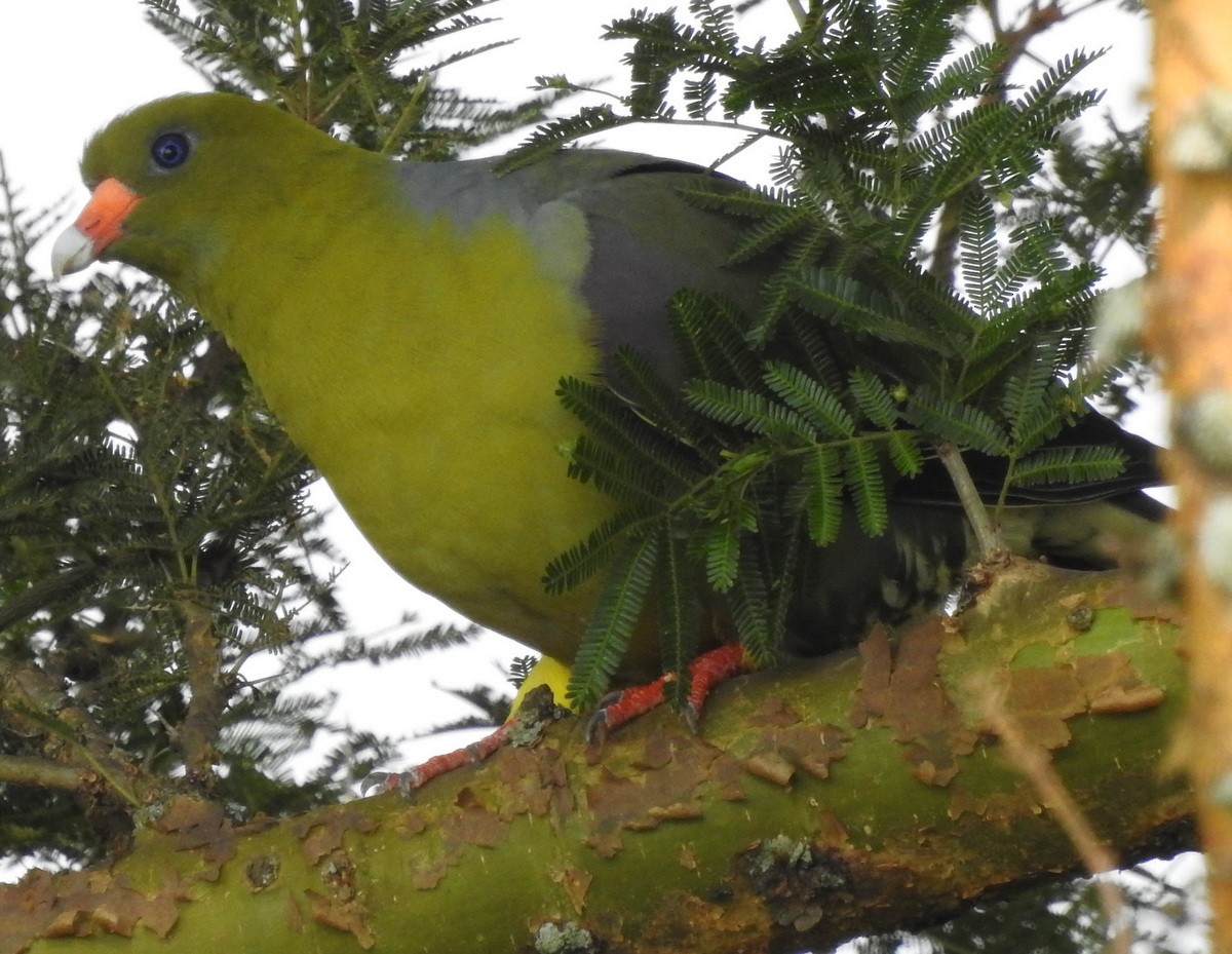 African Green-Pigeon - Andy Frank