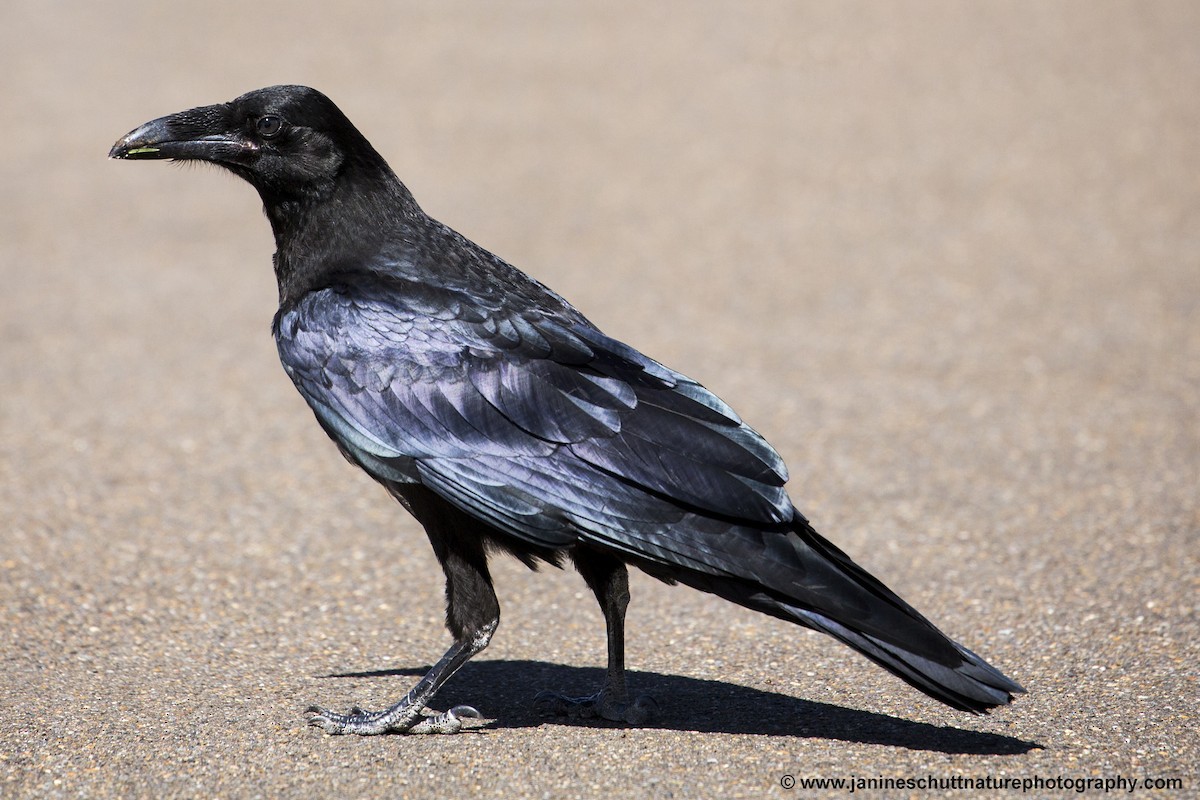 Common Raven - ML168539461