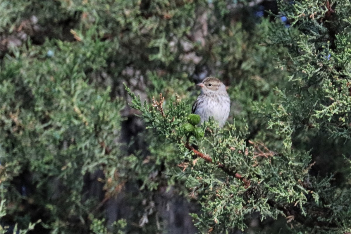 Chipping Sparrow - ML168539871