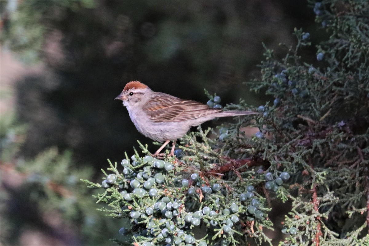 Chipping Sparrow - ML168539881