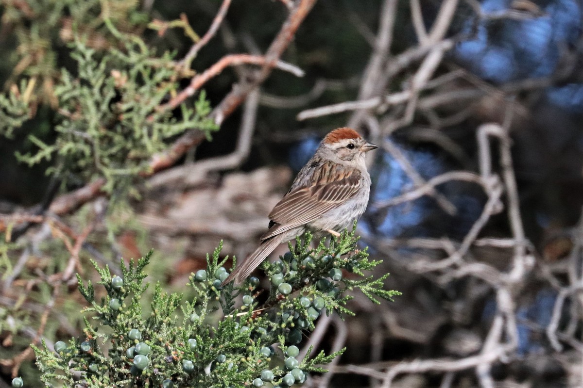 Chipping Sparrow - ML168539891