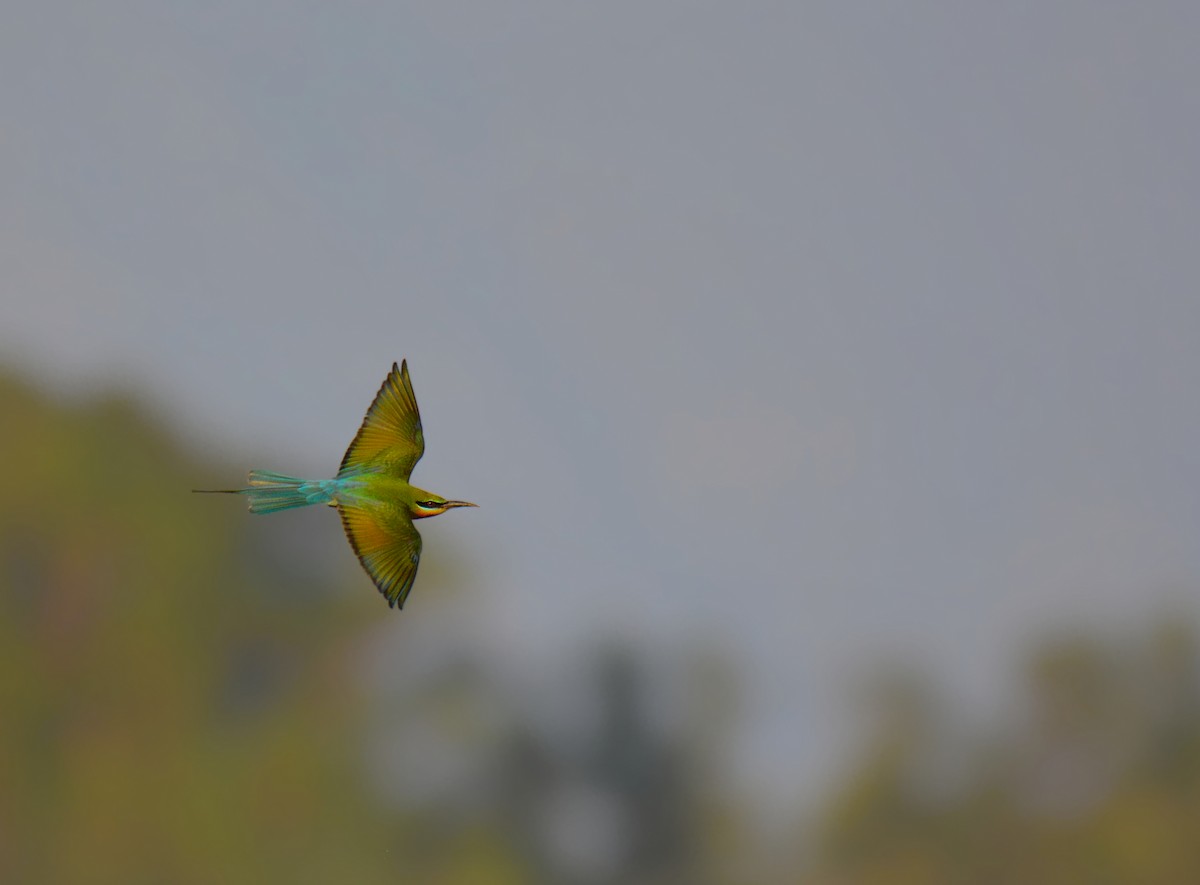 Blue-tailed Bee-eater - Karmannye Chaudhary