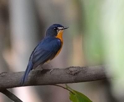Mangrove Blue Flycatcher - Prayitno Goenarto