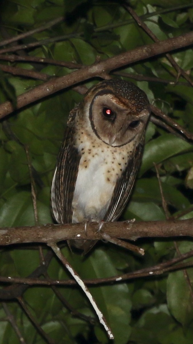 Seram Masked-Owl - ML168549121