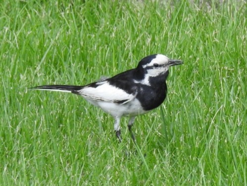 White Wagtail (Black-backed) - ML168552861