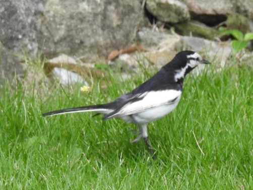 White Wagtail (Black-backed) - ML168552881