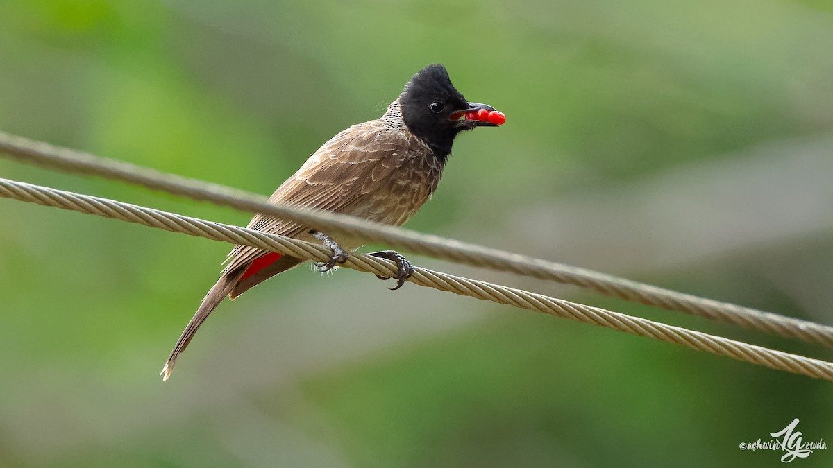 Red-vented Bulbul - ML168553251