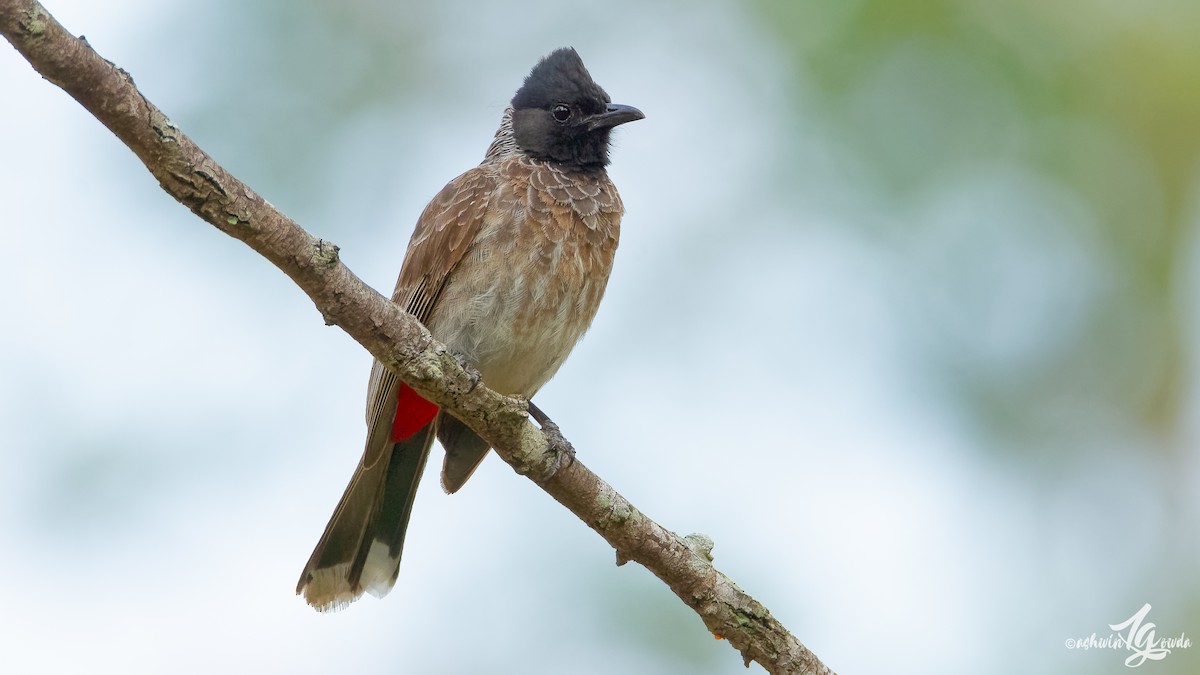 Red-vented Bulbul - ML168553261