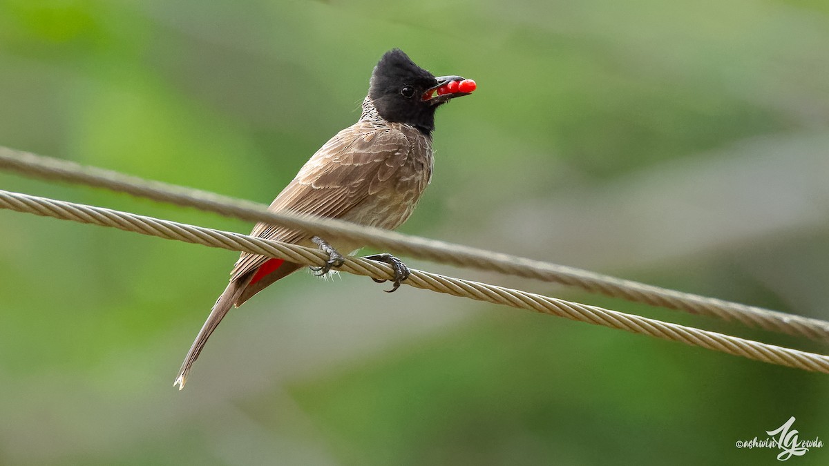 Red-vented Bulbul - ML168553271