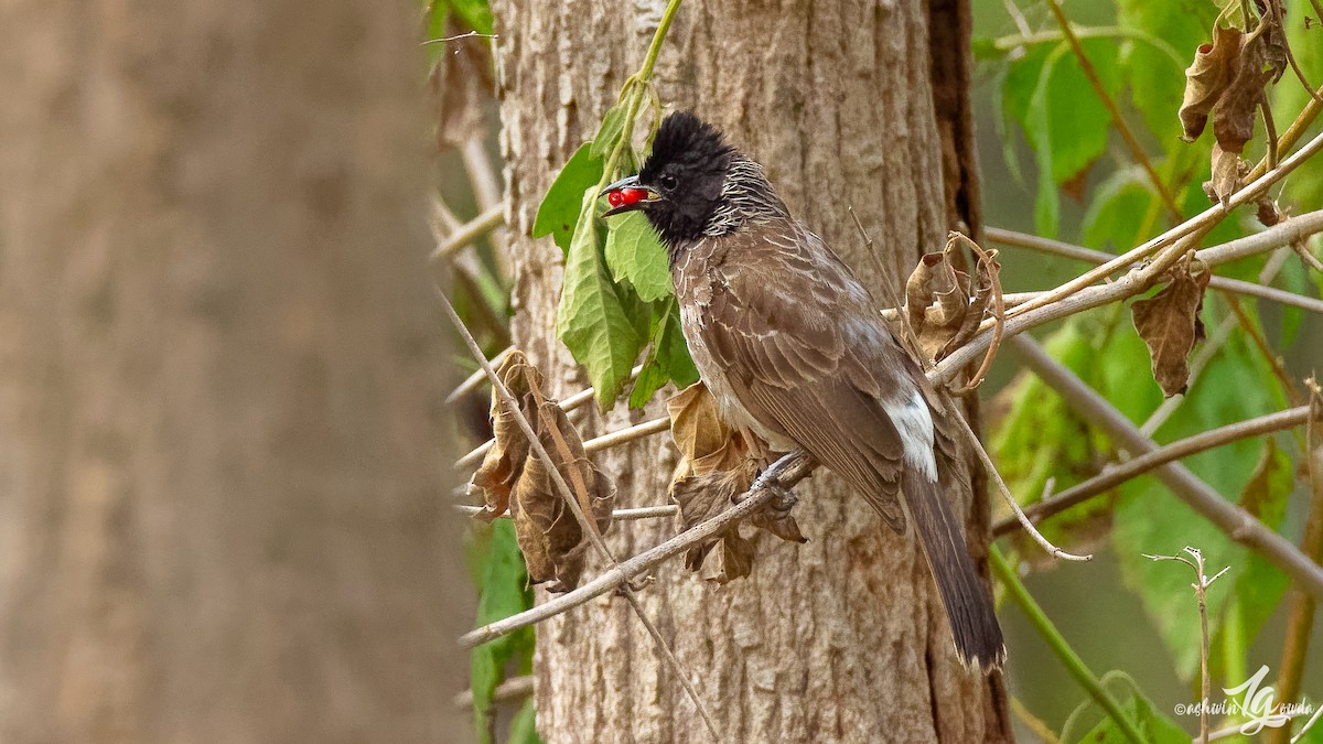 Red-vented Bulbul - ML168553281