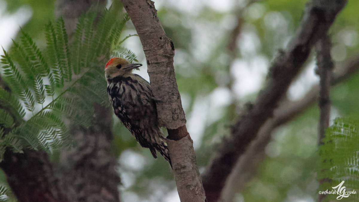 Yellow-crowned Woodpecker - Ashwin Gowda