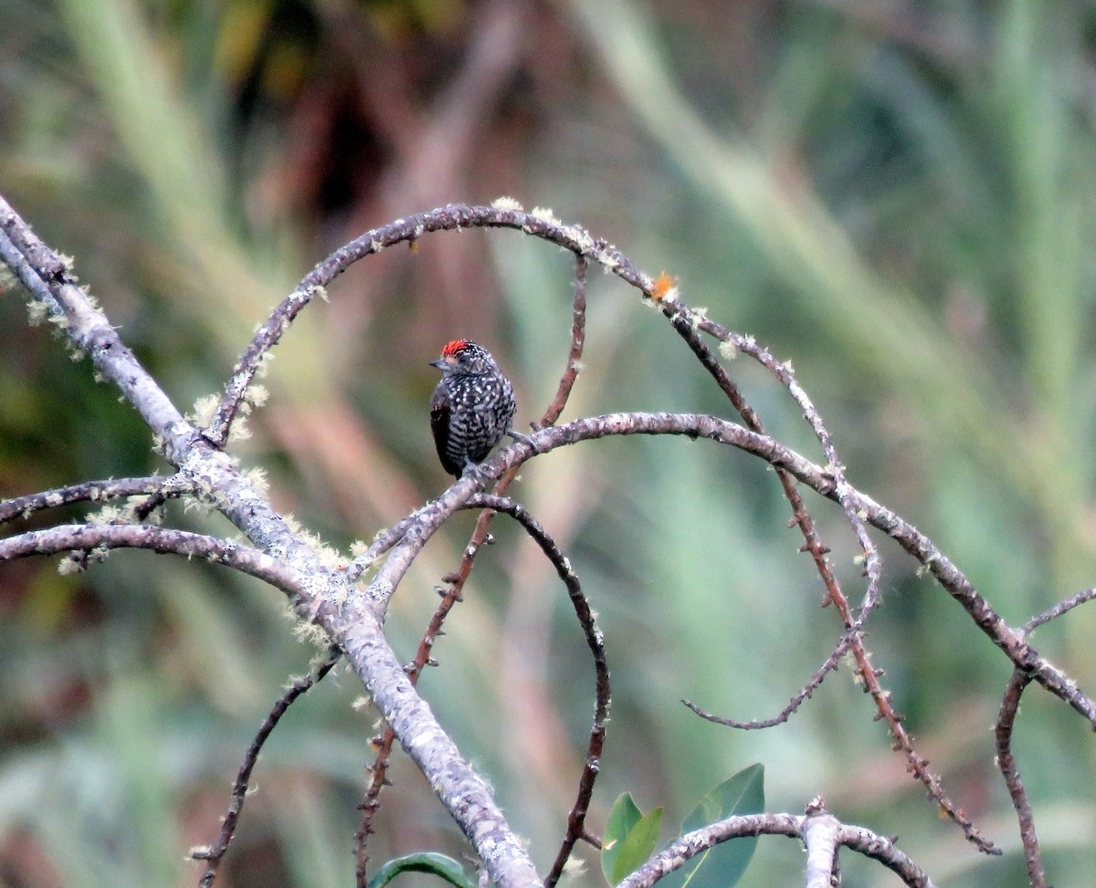 Speckle-chested Piculet - Rosemary Lloyd