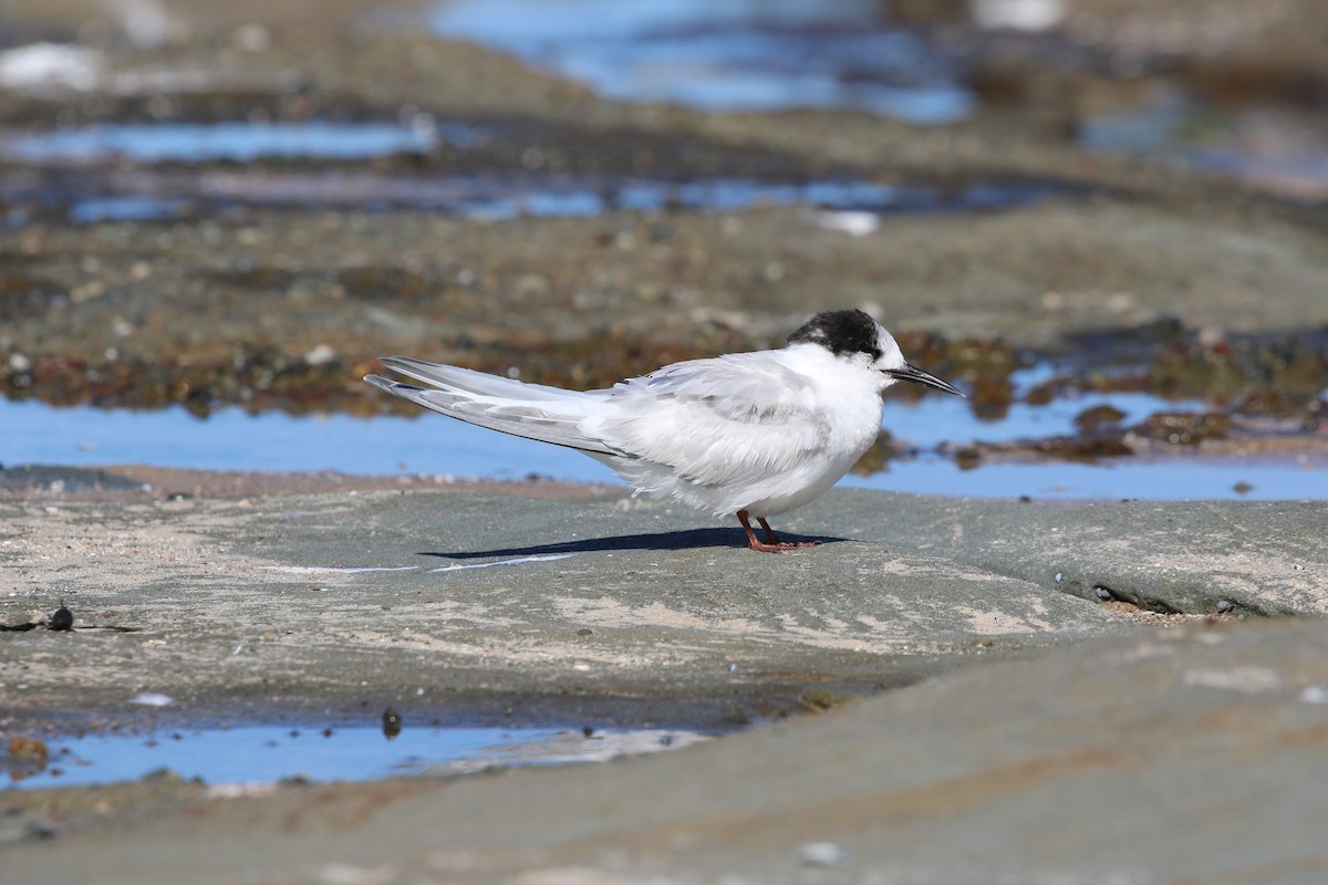 White-fronted Tern - ML168553861