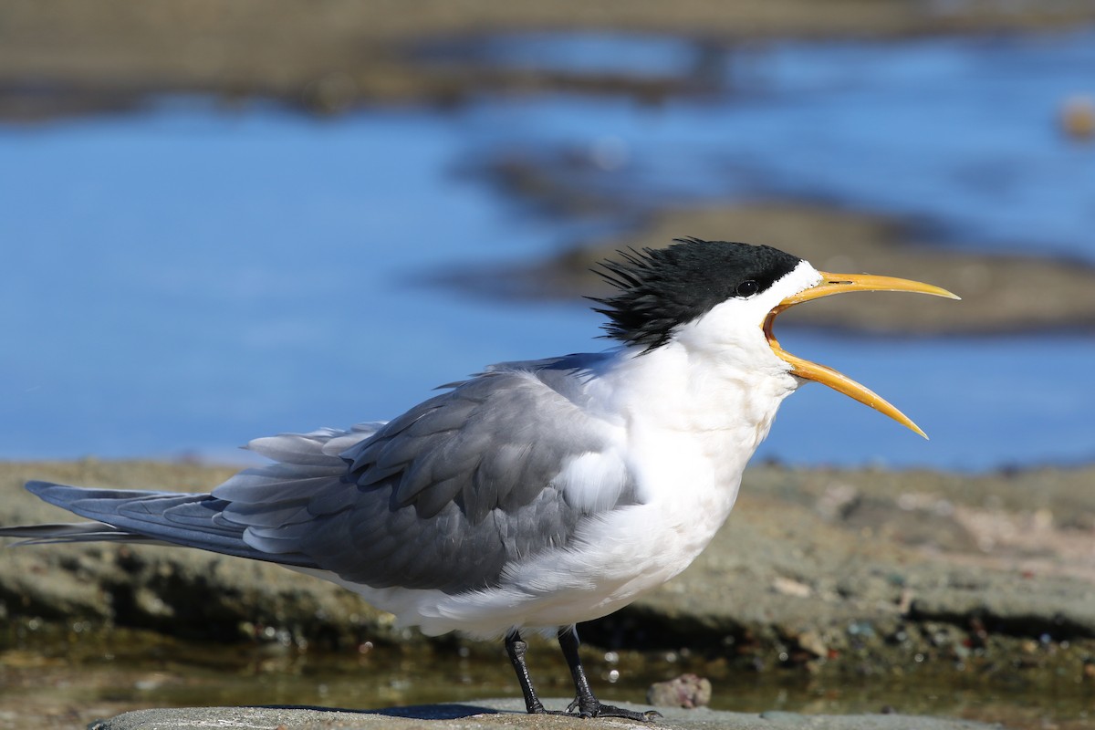 Great Crested Tern - ML168553891