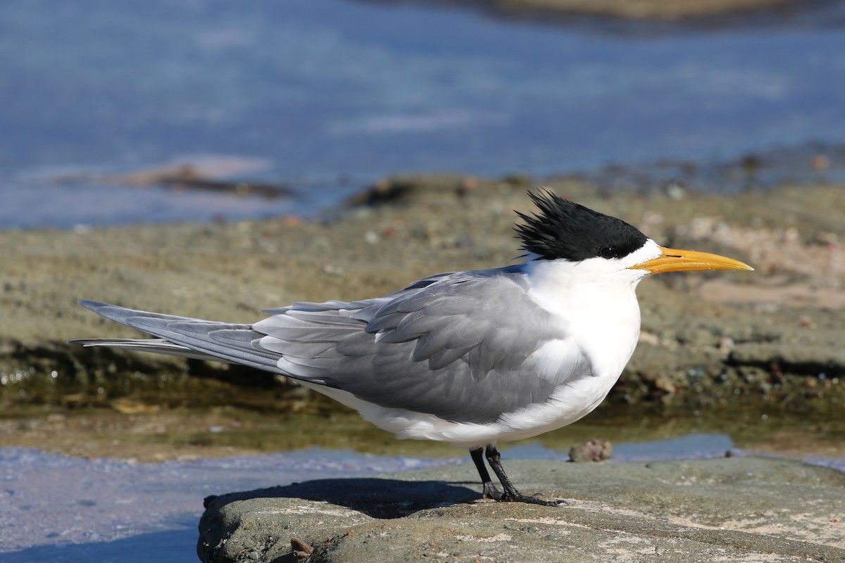 Great Crested Tern - ML168553911
