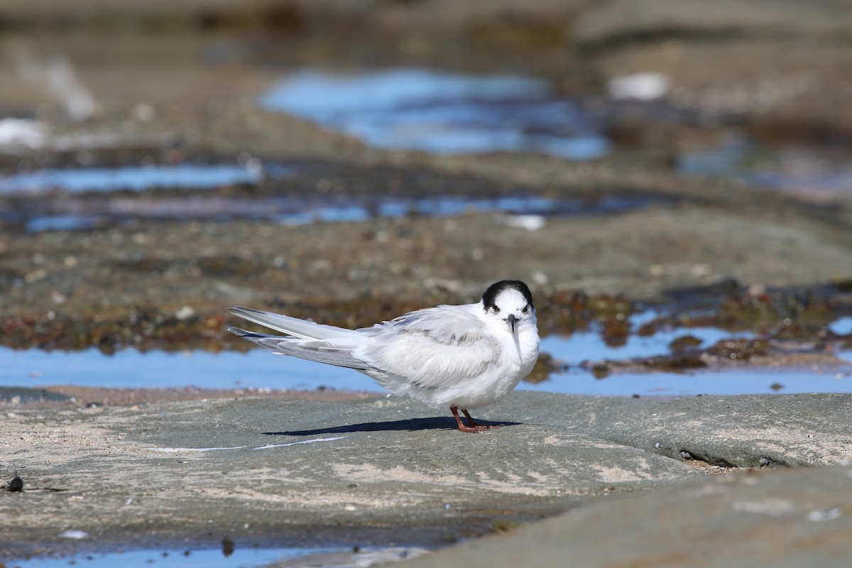 White-fronted Tern - ML168554051