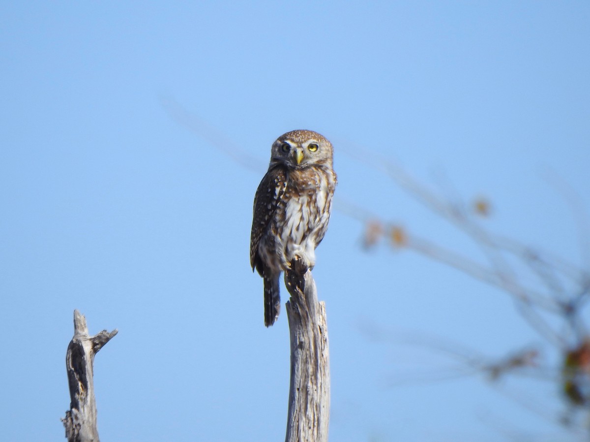 Pearl-spotted Owlet - ML168554181