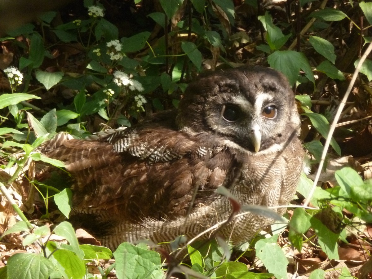 Brown Wood-Owl - Saturdaybirder FriendsofBird