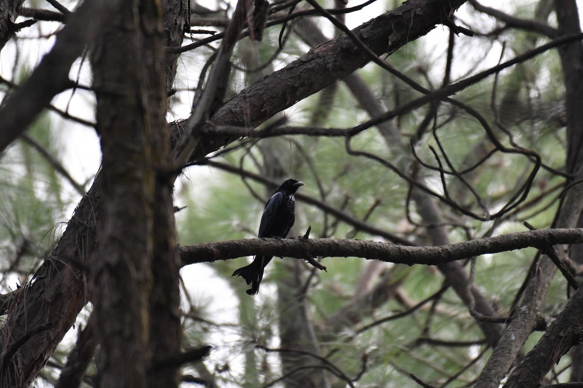 Hair-crested Drongo - ML168558251
