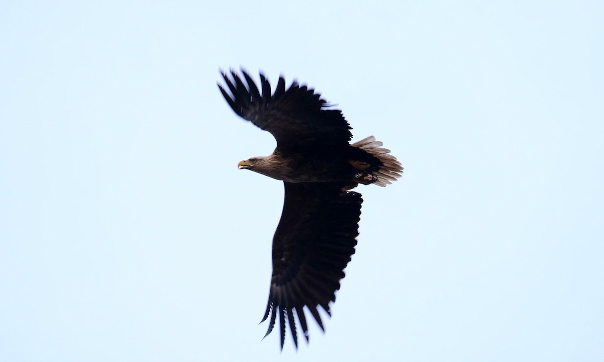 White-tailed Eagle - ML168561821