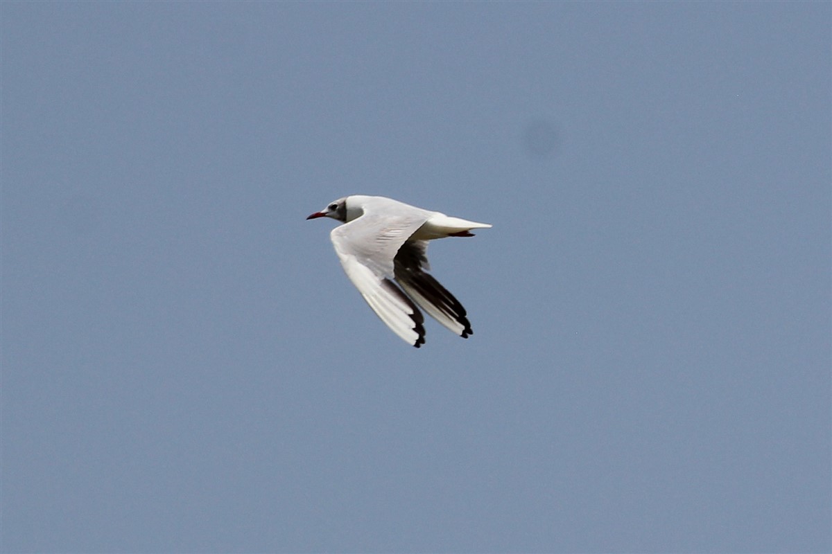 Mouette rieuse - ML168571911
